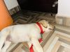Labrador puppy sell 1months 18days ki haii female