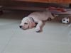 Female Lab Puppy 40 days old for sale