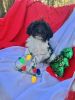 Molly a Beautiful 6wks old F2 Parti Labradoodle CKC Registered