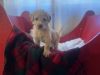 Puppies for sale - 8wks Jan 21, 2023