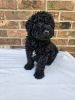 Labraddoodle puppy