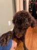 Chocolate Labradoodle Puppies