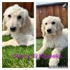 Sherry - Labradoodle
