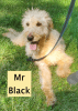 $250 F1bb Labradoodle- Mr. Black-potential ESA