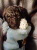 Cute cuddly crate trained labradoodles