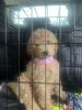 Lovable labradoodle for sell