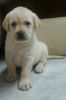 Cute Breed Of Labrador Puppies For Sale
