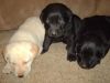 female 40 days old lab puppy for sale
