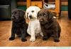 labrador puppies for sale