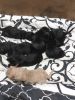 Labradoodles Looking For New Homes