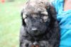 Home Trained Labradoodle Puppies