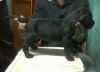 lab puppies available