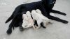 natural Labrador puppies fawn and Black color