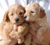 Labradoodle Puppies for Re-homing