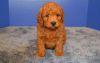 Labradoodle puppies for sale to lovely homes