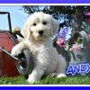ANDY F1B LABRADOODLE