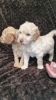 Miniture Labradoodles Puppies For Sale