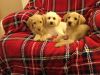 Pra Clear Miniture Labradoodle Puppies