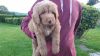 Ready Now - Golden Labradoodle Puppy