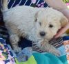 (Angel )Labradoodle Puppies for Sale
