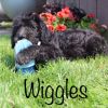 WIGGLES LABRADOODLE
