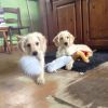 Doubledoodle Puppies - From Health Tested Parents