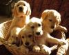 Adorable Labradoroodle puppies