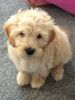 Sweet Labradoodle Puppies