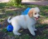 Beautiful Labradoodle Puppies For Sale
