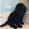 Adorable F1b Labradoodle Puppies - Only 2 left!
