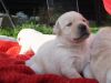Stunning Chocolate Pedigree Labrador Pups,text on xxxxxxxxxx