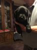 Black Male Labrador Puppies For Sale,text on (xxxxxxxxxx)