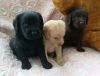 Labradoodle Puppies For New Homes