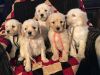 Fantastic AKC Lab doodle puppies. Call or text +1 4xx xx8-0xx4