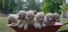 Labradoodle F1B Puppies