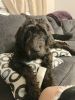 Labradoodle for rehoming