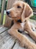 Labradoodle puppy for sale