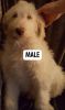 Reduced Price labradoodle puppies