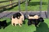 Stunning Labrador puppies for sale