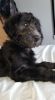 Purebreed labradoodle for sale (girl) 5 months