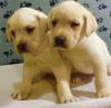 Labrador puppies ready for new homes