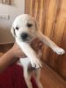 High quality Lab puppy for sale