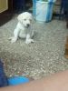 LABRODOR male puppy sale kci registered