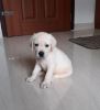 2 month old lab puppy white Kozhikode Kerala