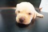 AKC Lab Puppies Call Now!