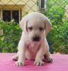 Labrador Puppies for sale with kci