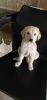 Labrador Female Cross Breed for sale for free!