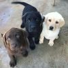 Labrador pups & dogs for sale..xxxxxxxxxx