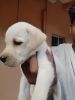 Lab puppy with F&N puppy food for sale