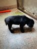 Black genuine labrador for sale